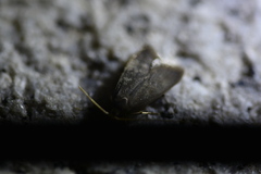 Lecithoceridae