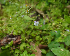 Mazus pumilus