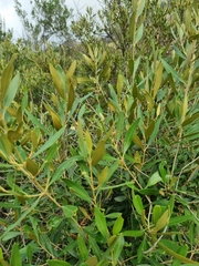 Olea europaea cuspidata