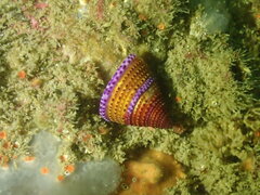 Calliostoma annulatum