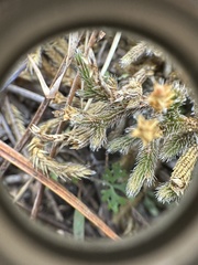 Selaginella acanthonota