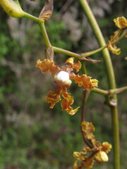 Cyrtochilum