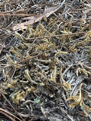 Selaginella acanthonota