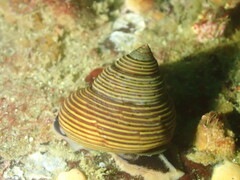Calliostoma ligatum