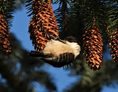 Poecile palustris