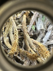 Selaginella acanthonota