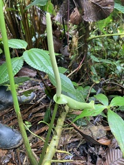 Piper umbellatum
