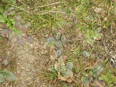 Thaumetopoea herculeana