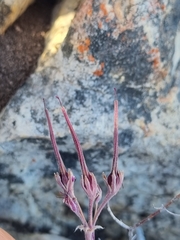 Pelargonium asarifolium