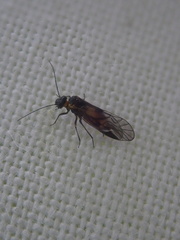 Elipsocidae
