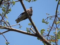 Streptopelia tranquebarica