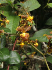 Cyrtochilum