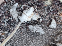 Pelargonium asarifolium