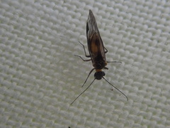 Elipsocidae