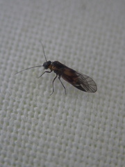 Elipsocidae