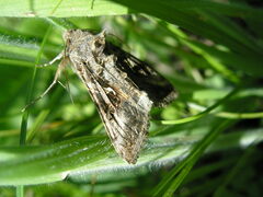 Autographa gamma