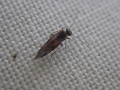 Elipsocidae