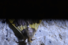 Rehimena phrynealis