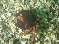 Pagurus hemphilli