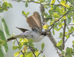 Anthreptes orientalis