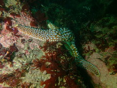Pisaster giganteus