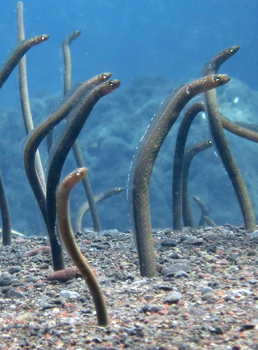 Barnes' garden eel (Gorgasia barnesi) — Congridae