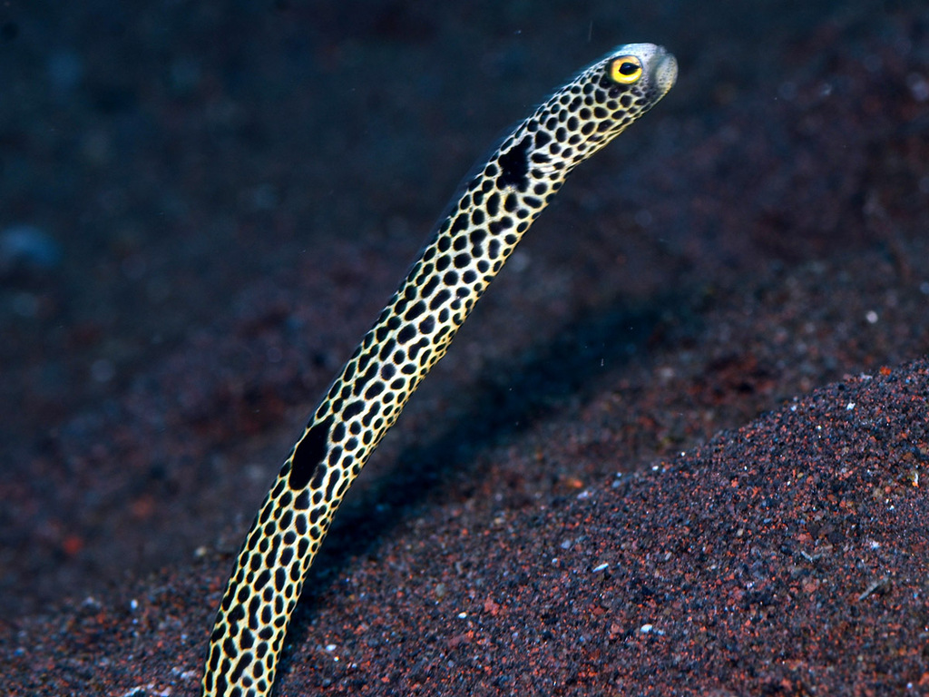 Spotted garden eel (Heteroconger hassi) — Congridae