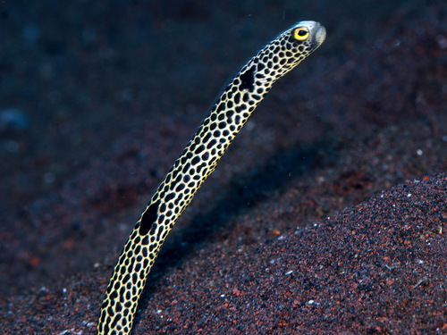 Spotted garden eel (Heteroconger hassi) — Congridae