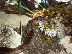 Tantilla melanocephala