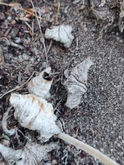 Pelargonium asarifolium