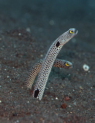 Heteroconger hassi