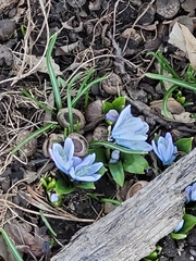 Scilla mischtschenkoana