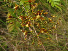 Cyrtochilum