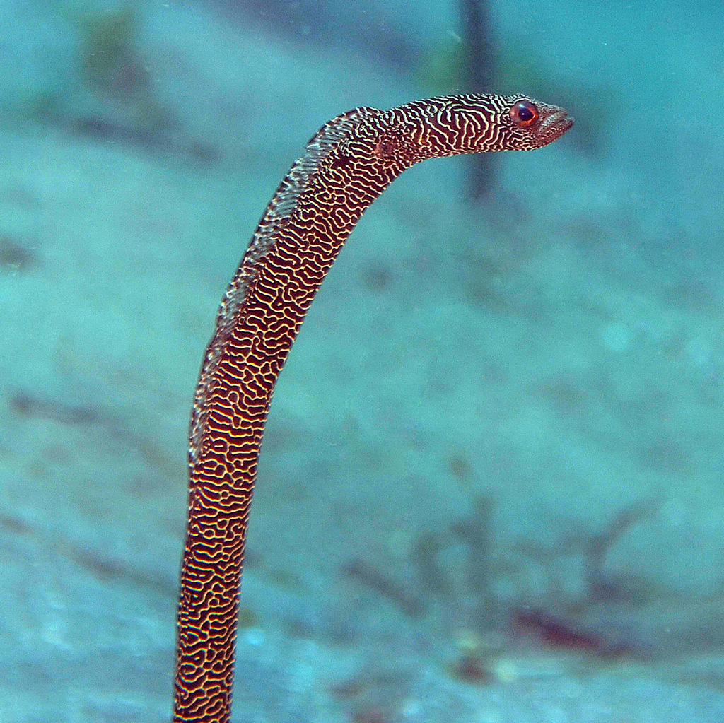 Mercy's Garden Eel