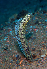 Heteroconger taylori
