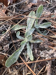 Chrysopsis gossypina