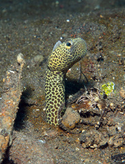 Heteroconger taylori