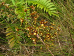 Cyrtochilum