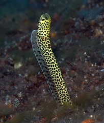 Heteroconger taylori
