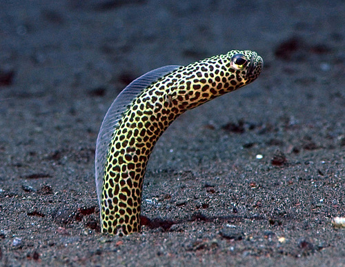 Taylor's garden eel (Heteroconger taylori) — Congridae