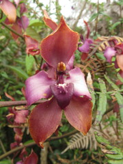 Cyrtochilum orgyale