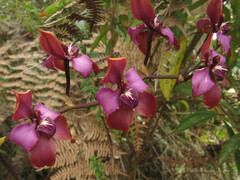 Cyrtochilum orgyale