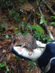Marmosops caucae