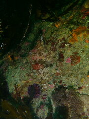 Oxylebius pictus
