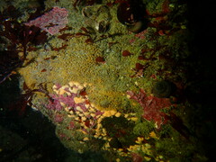 Didemnum carnulentum