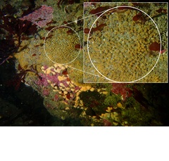 Pycnoclavella stanleyi