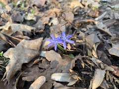 Scilla bifolia