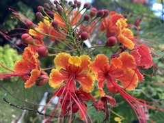 Caesalpinia
