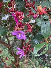 Andesanthus lepidotus