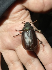 Callistethus marginatus